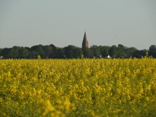Koolzaad voor de Juffertoren.