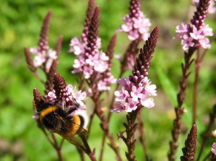 hommeltje op de verbena
