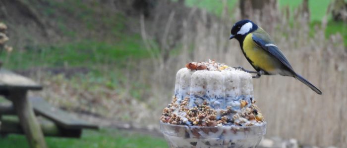 koolmees op vogeltaart